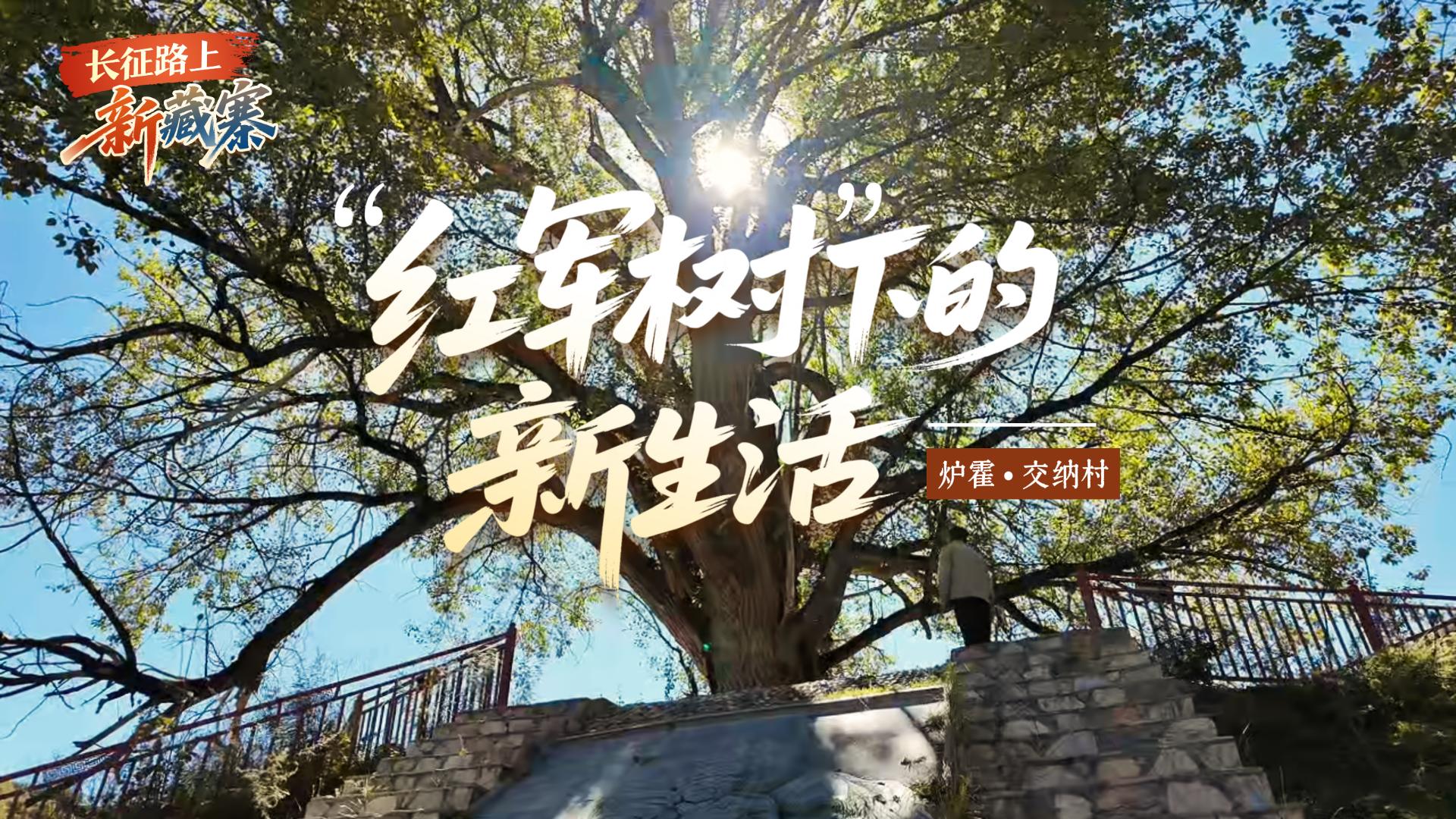长征路上新藏寨 | “红军树”下的新生活